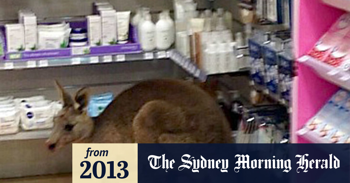 Video Kangaroo hops into Melbourne Airport